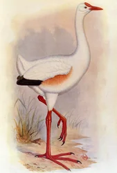 Ilustração/Leguatia gigantea/Giant de Leguat