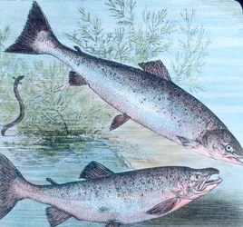 Ilustração de salmão e truta salmoneira