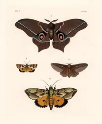 Imbrasia epimethea (Saturnia epimethea) 1, traça-dos-carvalhos riscada de rosa, Anisota virginiensis (Dryocampa virginiensis) 2, Crameria aegocera (Aegocera amabilis) 3, e Eudocima materna (Triphaena materna) 4. Litografia colorida à mão da nova obra de Jo