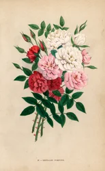 Rosas de botão indianas, pompons de Bengala, híbridos de Rosa chinensis. Cromolitografia desenhada e litografada segundo a natureza por F. Grobon a partir da obra "Les Roses" de Hippolyte Jamain e Eugene Forney, Paris, J. Rothschild