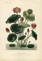 lótus indiano, Nelumbo nucifera, Nelumbium speciosum, Nelumbo elegante