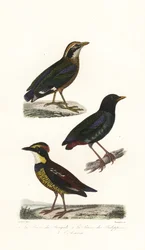 Pitta indiano, pitta encapuzado e pitta javanês em faixas.