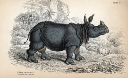 Rinoceronte indiano (Rhinoceros unicornis ou indicus), espécie ameaçada de extinção. Gravura em cobre de William Lizars, baseada num desenho de James Stewart, publicada na Naturalist Library: mammals, pachyderms and quadrupedes with fine skin, editada por 