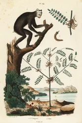 Indigo, Indigofera atropurpurea 1-3, e indri ou babakoto, Indri indri, lêmure em perigo crítico 4