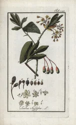 Loureiro Iroquês (Sassafrás albidum). Litografia de "Afbeelding der Artseny-Gewassen" de Johannes Zorn (1739-1799), Países Baixos