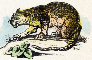 J - Jaguar - Alfabeto - entretenimento infantil - Imagem epinal, série popular c.1890 (ilustração)