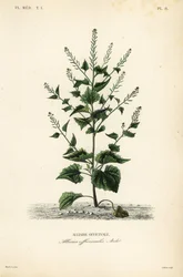 Jack-by-the-hedge ou mostarda de alho, Alliaria petiolata, Alliaria officinalis, Alliaire officinale