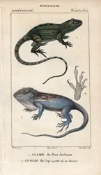 Lagartixa do Cabo, Amphibolurus muricatus, e osga anã do Cabo, Lygodactylus capensis. Gravura em chapa de cobre colorida à mão do "Dicionário de Ciências Naturais" de Jussieu, 1816-1830. Os volumes sobre peixes e répteis