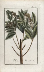 Pimenta da Jamaica ou pimenta de quatro especiarias ou pimenta de giroflee (Pimenta dioica). Litografia de "Afbeelding der Artseny-Gewassen" de Johannes Zorn (1739-1799), Países Baixos