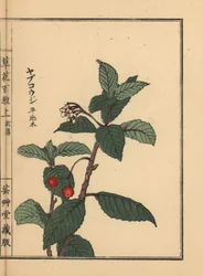 Ardisia japonesa ou marmeleiro de Chirimen, Ardisia japonica. Gravura em madeira colorida à mão de Kono Bairei de Kusa Bana Hyakushu (Cem variedades de flores), Tóquio, Yamada