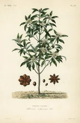 Anis-estrelado-japonês, árvore-do-anis ou árvore-do-anis-sagrada, Illicium anisatum, Illicium religiosum, badiana-sagrada