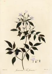 Jasmim, Jasminum officinale. 1805 (gravura)
