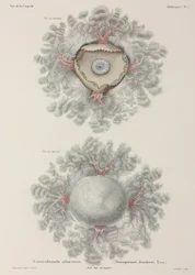 Medusas, Indonésia