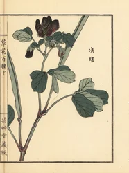 Ketsumei, senna chinesa ou foice, Senna obtusifolia. Gravura em madeira colorida à mão de Kono Bairei de Kusa Bana Hyakushu (Cem Variedades de Flores), Tóquio, Yamada
