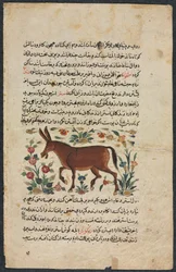 Khar (Ass), de um Nuzhat-nama-yi ala&39;i (Excelente Livro de Conselho) de Shahmardan ibn Abi al-khayrr