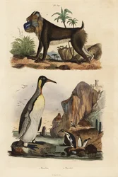 Pinguim rei, Aptenodytes patagonicus 1, e mandril, Mandrillus sphinx, vulnerável, 2