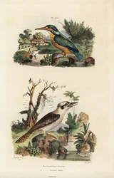 Kingfisher, Alcedo atthis, e Kookaburra risonho, Dacelo novaeguineae