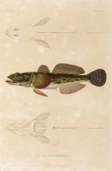 Caboz knout, mar Negro