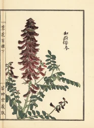 Kouka ou kujin, Sophora flavescens. Raiz utilizada na medicina chinesa como ku shen. Gravura em madeira colorida à mão de Kono Bairei de Kusa Bana Hyakushu (Cem Variedades de Flores), Tóquio, Yamada
