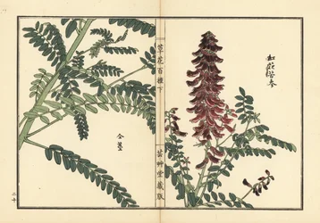 Kouka ou kujin, Sophora flavescens. Raiz utilizada na medicina chinesa como ku shen. Gravura em madeira colorida à mão de Kono Bairei de Kusa Bana Hyakushu (Cem Variedades de Flores), Tóquio, Yamada