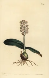 Lachenalia pallida (Lachenalia lachenalia lachenalia lachenalia lachenalia lúcida)