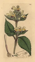 Galeopsis speciosa (Galeopsis versicolor) (Galeopsis a fleurs panachees) Gravura a talhe-doce a cores, após desenho de James Sowerby para a obra "English Botany" de James Smith
