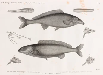 Oxyrhynchus Mormyre & Hasselquist Mormyre