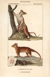 Le sarigue ou opossum et le cayopollin - Eau forte de Jean Gabriel Pretre (1780-1845), gravado por Carnonkel, para o dicionário de ciências naturais: mamíferos de Frederic Cuvier, editado por Pierre Jean Francois Turpin (1775-1840), publicado por F.G.Levra