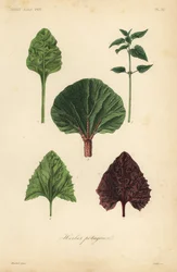 Legumes de folha, Herbes potageres