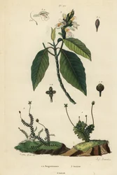 Fígados de folhas, Jungermannia epiphylla 1 e Jungermannia asplenoides 2, e Malabar nut ou adulsa, Justicia adhatoda 3. Jungermannes, Justicia