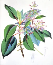 Folhas e flores da árvore do quinino, c.1850 (gravura)
