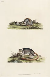 Lêmures