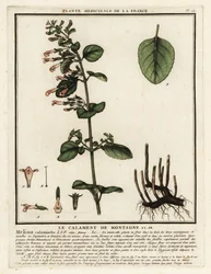 Calamint menor, Clinopodium nepeta.