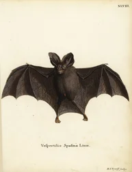 Falso morcego vampiro menor, Megaderma spasma. Vespertilio spasma Linn. Gravura em chapa de cobre colorida à mão por Hermann Jakob Tyroff da obra Animal Illustrations after Nature, ou Schreber