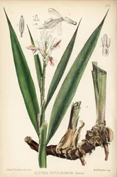 Galanga menor, Alpinia officinarum. Litografia colorida à mão por Hanhart a partir de uma ilustração botânica de David Blair da obra Medicinal Plants de Robert Bentley e Henry Trimen, Londres