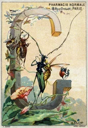 Carta G como Galop. O alfabeto artístico do Sr. Marinier. Editado por Henry Sicard, finais do século XIX. Cromolitógrafos publicitários para produtos vendidos em farmácias. Dim: 12,5 x 9 cm