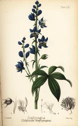 Cana-de-mentira ou stavesacre, Delphinium staphisagria (Delphinium staphysagria). Litografia colorida à mão por Charlotte Caroline Sowerby da Flora Homeopathica de Edward Hamilton, Bailliere, Londres