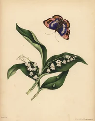 Lírios do Vale, Convallaria majalis, Pureza e retorno da felicidade; A Borboleta Imperador Púrpura, Apatura iris, Imortalidade da alma