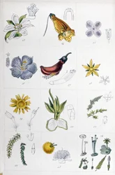 Sistema de linho, c.1850 (gravura)