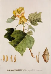 Liriodendron tulipifera/Tulipeira/Tulipeira