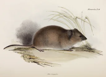 Rato de pêlo comprido ou de peste, Austrália, c 1832-1836