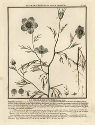 Love-in-a-mist. Nigella arvensis.