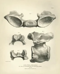 Vértebra lombar de Macrauchenia, um animal pré-histórico, encontrado por Charles Darwin durante a sua viagem de exploração a bordo do Beagle. The Zoology of the voyage of H.M.S. Beagle under the command of Captain Fitzroy during the years 1832 to 1836 edit