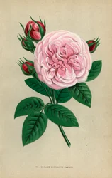 Rosa Madame Hippolyte Jamain, híbrida criada por Monsieur Garcon de Rouen em 1871 e dedicada à mulher do autor. Cromolitografia desenhada e litografada segundo a natureza por F. Grobon a partir da obra "Les Roses" de Hippolyte Jamain e Eugene Forney, Paris