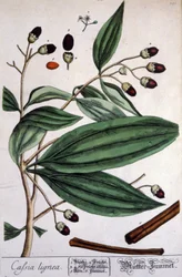 Canela de Malabar