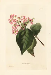Malpighia glabra. Gravura em chapa de cobre colorida à mão, de George Cooke, a partir de uma ilustração de George Loddiges do Conrad Loddiges