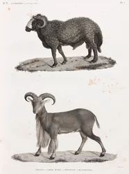 Mamíferos: um carneiro com uma cauda grande e um arruí