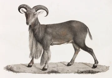 Mamíferos: uma ovelha barbária