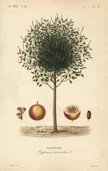 Manchineel ou manchioneel árvore, Hippomane mancinella, Mancenillier