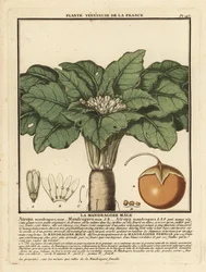 Mandrake, Mandragora officinalis.